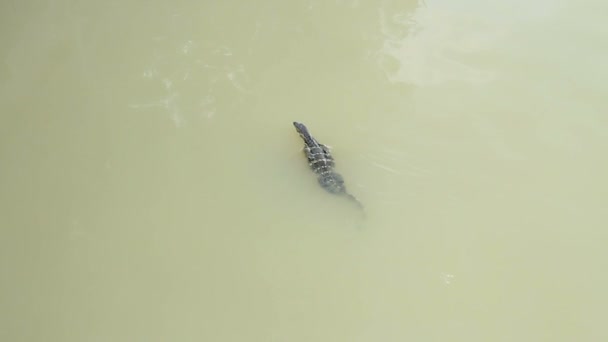 Velký monitor ještěrka plováky říční kanál. Řeky Chao Phraya, Bangkok, Thajsko. — Stock video