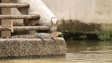 Güneşin Nehri yakınında büyük monitör kertenkele basked. Chao Phraya Nehri'nin, Bangkok, Tayland.