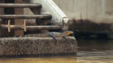 Güneşin Nehri yakınında büyük monitör kertenkele basked. Chao Phraya Nehri'nin, Bangkok, Tayland.