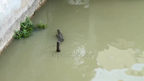 Lagarto monitor grande flutua pelo canal do rio. Rio Chao Phraya, Bangkok, Tailândia . — Vídeo de Stock