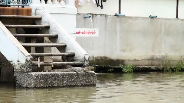 대형 모니터 도마뱀 강 근처의 태양에 basked. 차오프라야 강, 방콕, 태국. — 비디오
