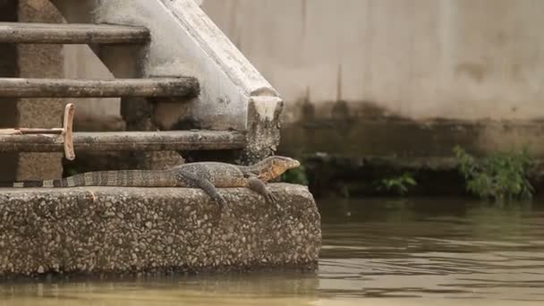 Velký monitor ještěrka vyhříval na slunci poblíž řeky. Řeky Chao Phraya, Bangkok, Thajsko. — Stock video