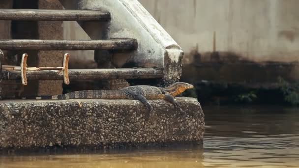 大型モニターのトカゲが川の近くで日向ぼっこしていました。チャオプラヤー川、バンコク、タイ. — ストック動画