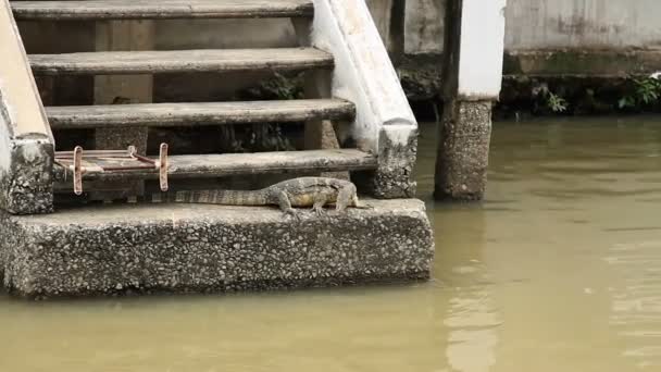 Güneşin Nehri yakınında büyük monitör kertenkele basked. Chao Phraya Nehri'nin, Bangkok, Tayland. — Stok video