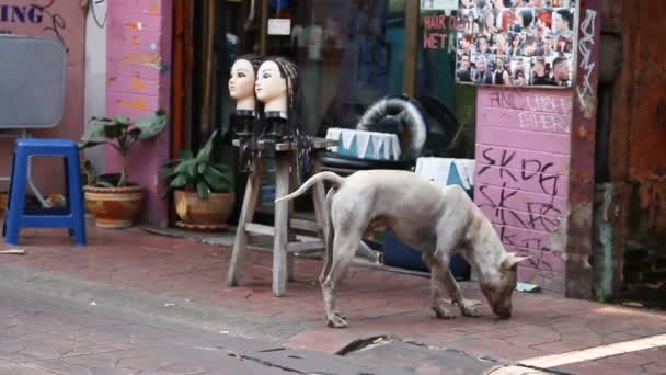 Bangkok, Thajsko - říjen 21, 2012. Přehlídka salon krásy. Toulavý pes čichání figurína hlavy s kadeřní nedaleko vchodu holičství. — Stock video