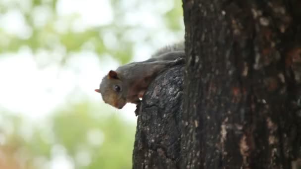 Ingwer-Eichhörnchen sitzt auf einem Baum im Park. Neugierige Nagetiere blicken in die Kamera. bangkok, thailand. — Stockvideo