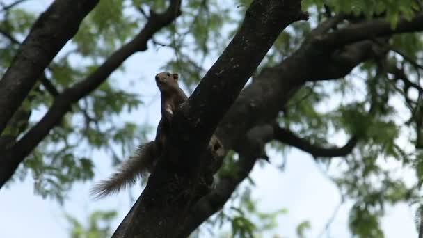 Ginger ekorren sitter på ett träd i parken. Nyfikna gnagare tittar på kameran. Bangkok, Thailand. — Stockvideo