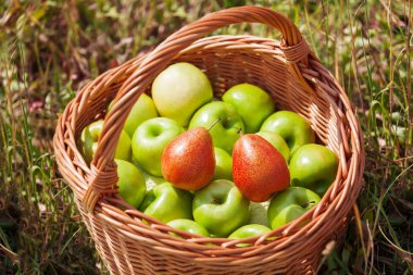 Yeşil elma ve çimlerin üzerine kırmızı armut ile hasır sepet.