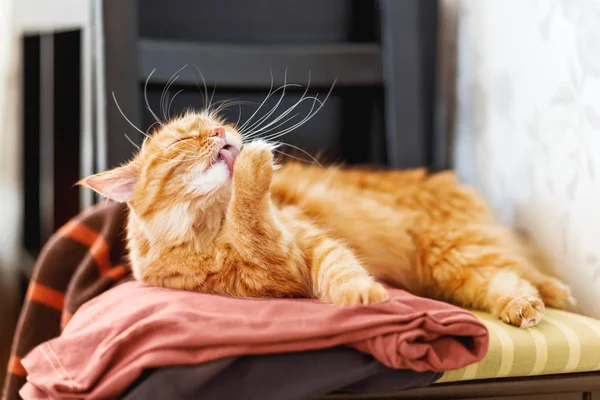 Симпатичная рыжая кошка лижет кучу одежды. Пушистый питомец дремлет среди кардиганов. Уютный домашний фон . — стоковое фото