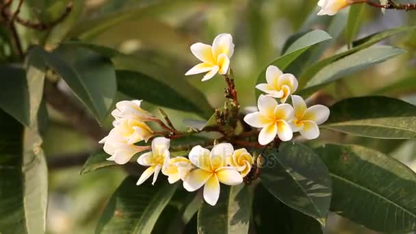 Flor de plumeria brilhante. Fundo natural de verão. Tailândia — Vídeo de Stock