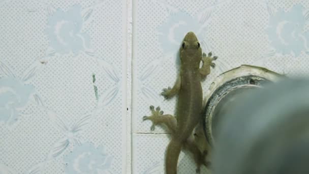 Gecko senta-se em uma parede de azulejos no banheiro . — Vídeo de Stock