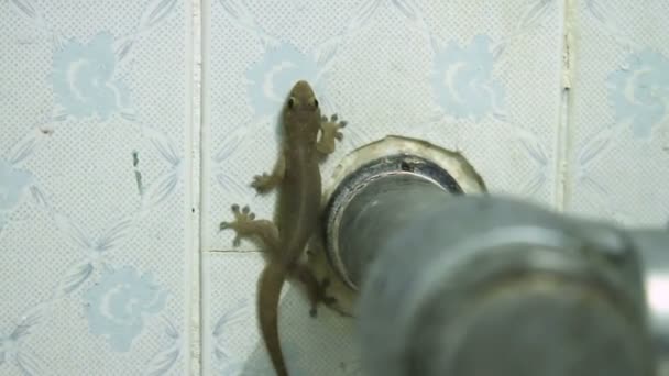 Gecko ül egy csempézett fal a fürdőszobában. — Stock videók