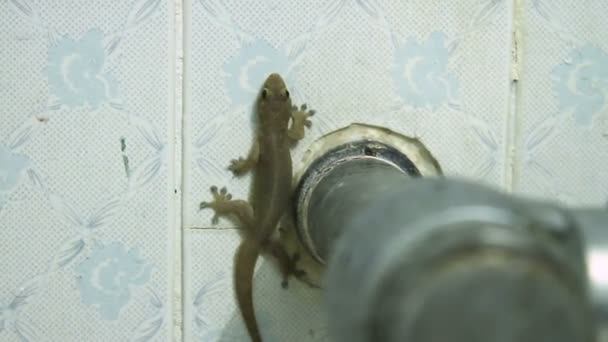 Gecko se sienta en una pared de azulejos en el baño . — Vídeo de stock