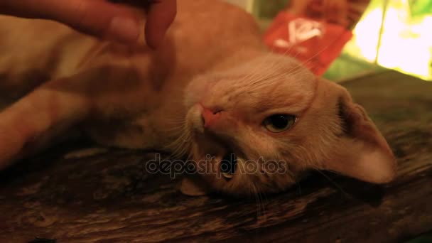 泰国曼谷-2012 年 10 月 20 日。抚摸着睡在街边咖啡馆流浪猫的女人. — 图库视频影像
