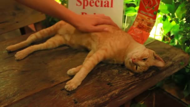 BANGKOK, THAILAND - 20 de outubro de 2012. Mulher acariciando dormir gato vadio no café de rua . — Vídeo de Stock