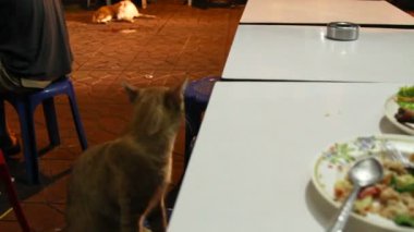 Sokak sokak kafe ve Yen iyilik gıda Bangkok için sandalyeye zencefil kedi siting. Sos ve et tablo ile pad Tay erişte ile plaka. Bangkok, Tayland.