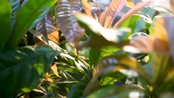 Natuurlijke achtergrond. Camera beweegt door middel van kleurrijke gebladerte van tropische planten. Lumpini park, Bangkok, Thailand. — Stockvideo