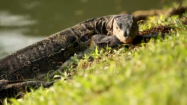 Lizard monitora wygrzewa się na słońcu na trawie w Parku Lumpini. Bangkok, Tajlandia. — Wideo stockowe