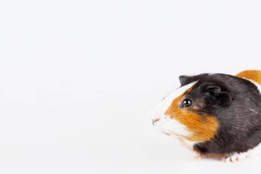 Metin için yer beyaz zemin üzerine merak ifade ile şirin üç renkli eskiden şiling şimdi domuz.