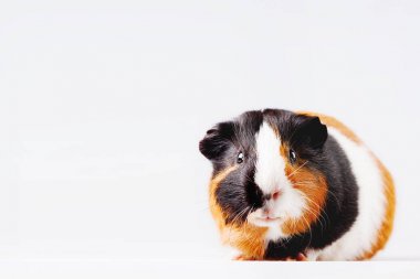 Metin için yer beyaz zemin üzerine merak ifade ile şirin üç renkli eskiden şiling şimdi domuz.