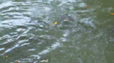Catfishes yüzer Lumpini parkta gölet. Bangkok, Tayland.