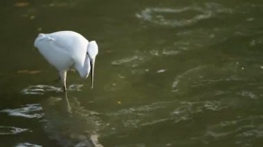 Balık avlamaya ak balıkçıl beyaz. Lumpini park, Bangkok, Tayland.
