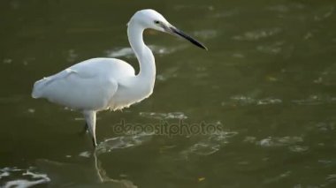 Balık avlamaya ak balıkçıl beyaz. Lumpini park, Bangkok, Tayland.