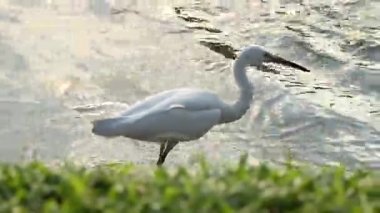 Balık avlamaya ak balıkçıl beyaz. Lumpini park, Bangkok, Tayland.