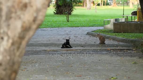 Sokak kedileri Lumpini Park kaldırımda otururken. Bangkok, Tayland. — Stok video