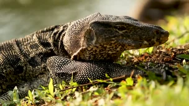 Наблюдайте за ящерицей в лучах солнца в парке Лумпини. Бангкок, Таиланд . — стоковое видео
