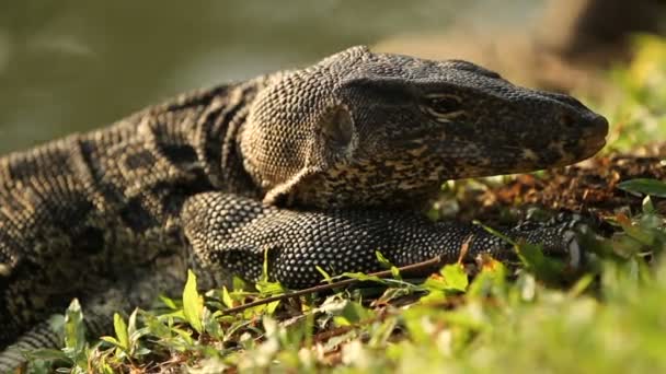 Monitorea a los lagartos tomando el sol en el parque Lumpini. Bangkok, Tailandia . — Vídeo de stock