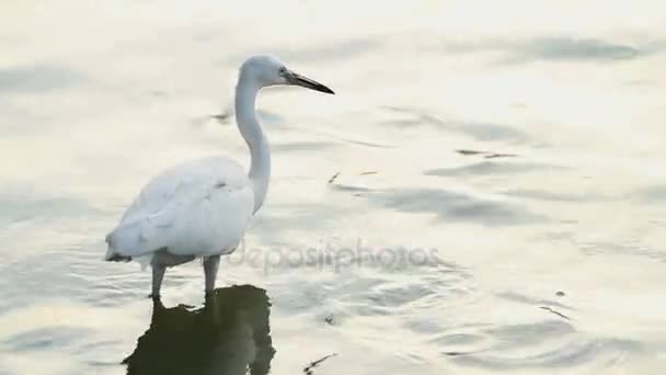Branco egret caça para peixes na lagoa. Lumpini park, Bangkok, Tailândia . — Vídeo de Stock