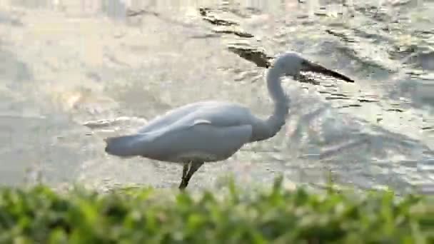 Chasse à l'aigrette blanche pour les poissons dans l'étang. Lumpini park, Bangkok, Thaïlande . — Video