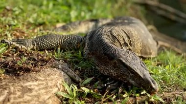 Güneşin çim Lumpini Park monitör kertenkele basks. Bangkok, Tayland.