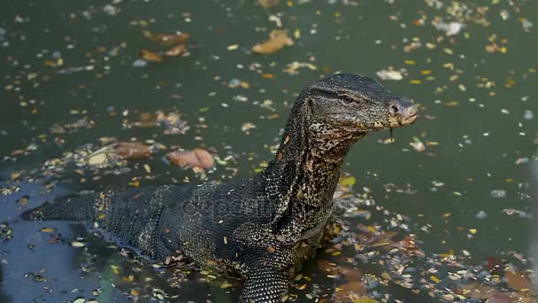 Monitor lizard sits in water of pond in Lumpini Park. Bangkok, Thailand. — Stock Video