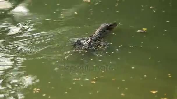 Övervaka ödla simmar i vatten av damm i Lumpini Park. Bangkok, Thailand. — Stockvideo