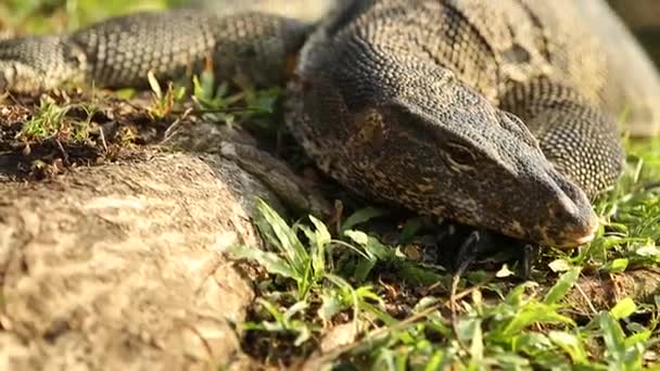 Lizard monitora wygrzewa się na słońcu na trawie w Parku Lumpini. Bangkok, Tajlandia. — Wideo stockowe