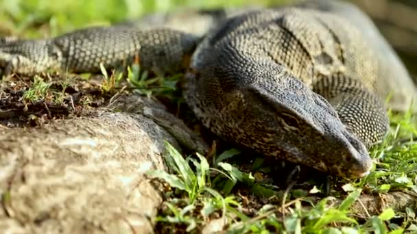 Monitor lizard basks in the sun in the grass Lumpini Park. Bangkok, Thailand. — Stock Video