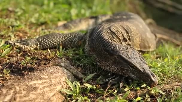 Lizard monitora wygrzewa się na słońcu na trawie w Parku Lumpini. Bangkok, Tajlandia. — Wideo stockowe