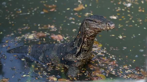 Monitor ještěrka sedí ve vodě rybníka v Lumpini parku. Bangkok, Thajsko. — Stock video