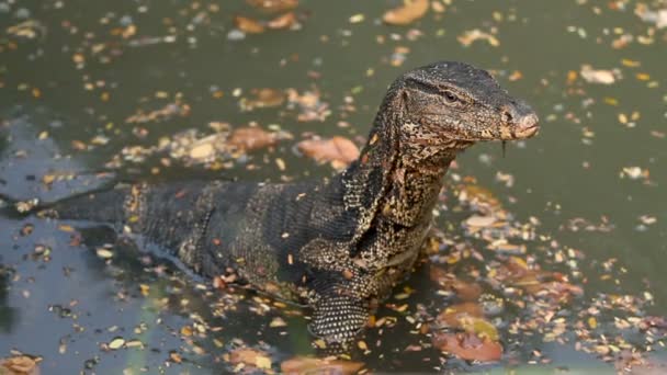 Surveillez lézard se trouve dans l'eau de l'étang dans Lumpini Park. Bangkok, Thaïlande . — Video