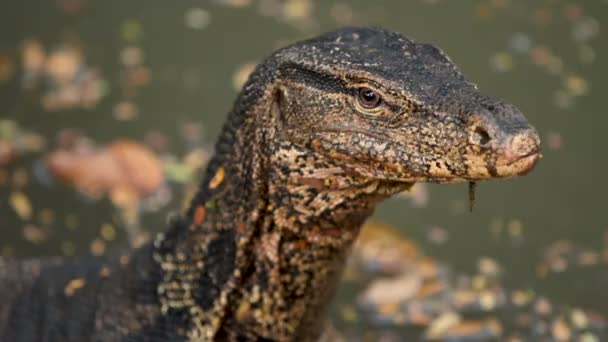Monitor lizard sits in water of pond in Lumpini Park. Bangkok, Thailand. — Stock Video