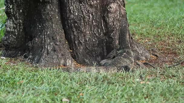 Monitor lizard crawling on the grass under a tree in Lumpini Park. Bangkok, Thailand. — Stock Video