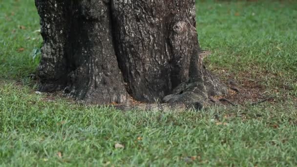 Monitorvaran kryper på gräset under ett träd i Lumpini Park. Bangkok, Thailand. — Stockvideo