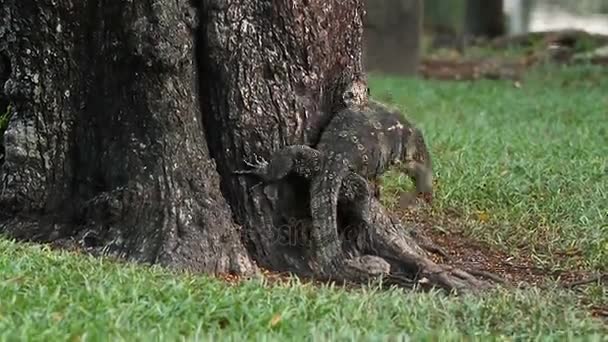 Monitor ještěrka slezla ze stromu v parku Lumpini. Bangkok, Thajsko. — Stock video