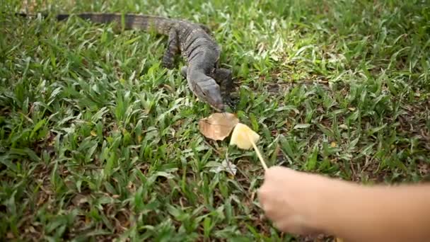 Monitorear lagarto arrastrándose sobre la hierba. Mujer atrae a lagarto en un pedazo de piña. Parque Lumpini. Bangkok, Tailandia . — Vídeos de Stock
