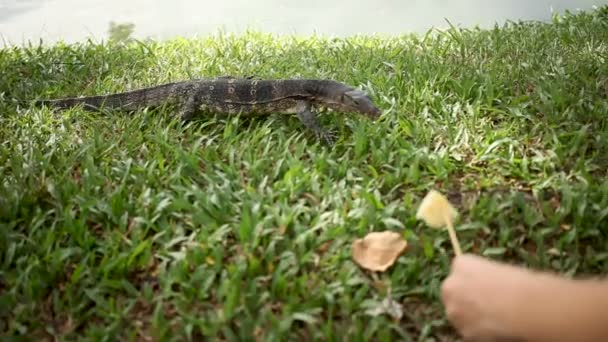 Monitor lizard crawling on the grass. Woman lures lizard on a piece of pineapple. Lumpini Park. Bangkok, Thailand. — Stock Video