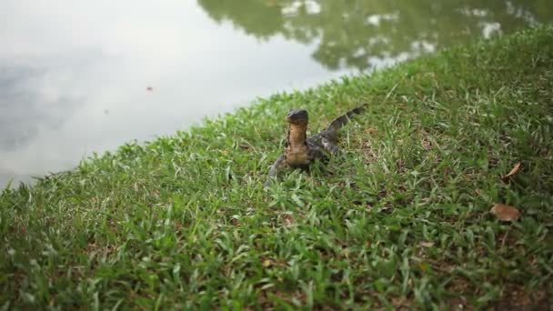 Σαύρα παρακολουθεί που σέρνονται στο γρασίδι κάτω από ένα δέντρο στο πάρκο Lumpini. Μπανγκόκ, Ταϊλάνδη. — Αρχείο Βίντεο