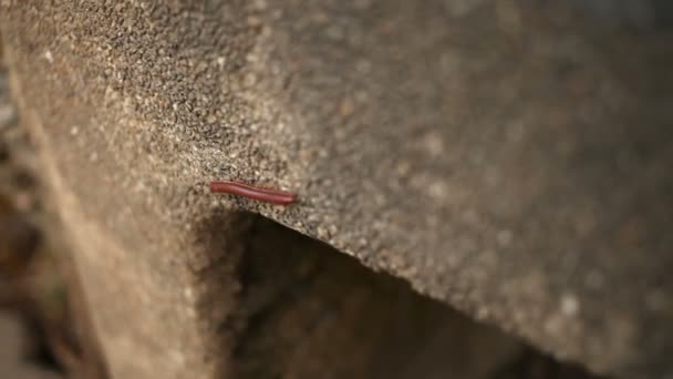 Pequena centopeia vermelha rastejando em um parapeito de pedra — Vídeo de Stock