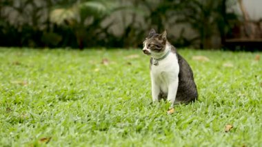 Çim çim üzerinde oturan yaka üstünde bir çan olan şirin Benekli kedi. Lumpini park, Bangkok, Tayland.
